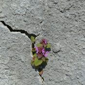https://pixabay.com/photos/stone-nature-plant-flower-rock-1561036/