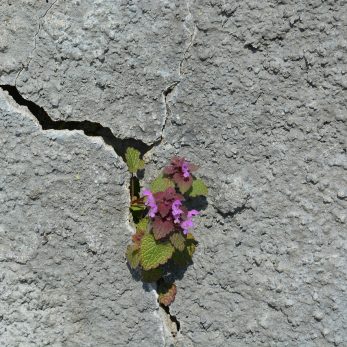 https://pixabay.com/photos/stone-nature-plant-flower-rock-1561036/